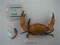 黑爪馬蹄蟹藏品圖，第3張